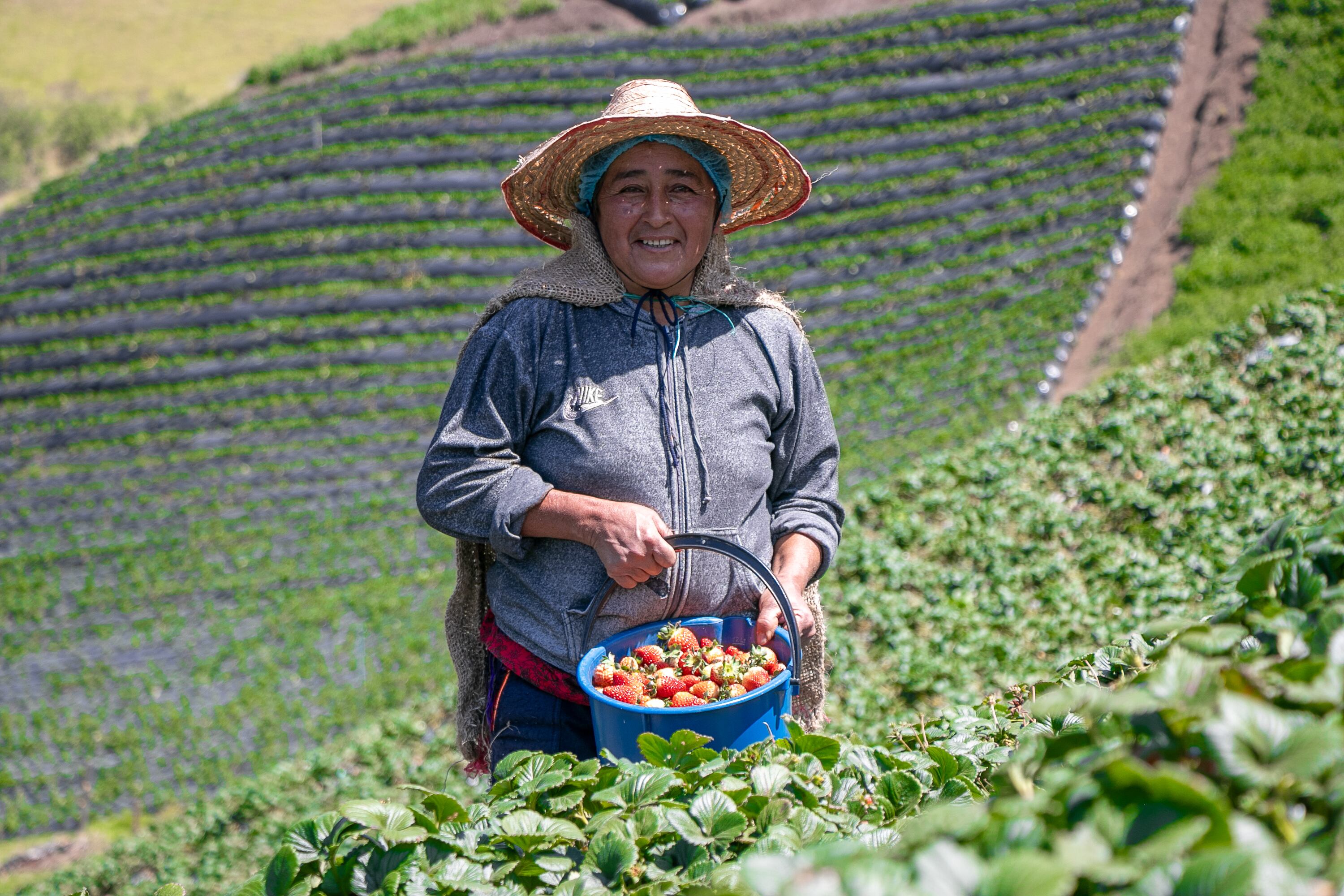 Irene Mejía hace parte del grupo de pequeños productores asociados a Fresota en el municipio de Sotará.