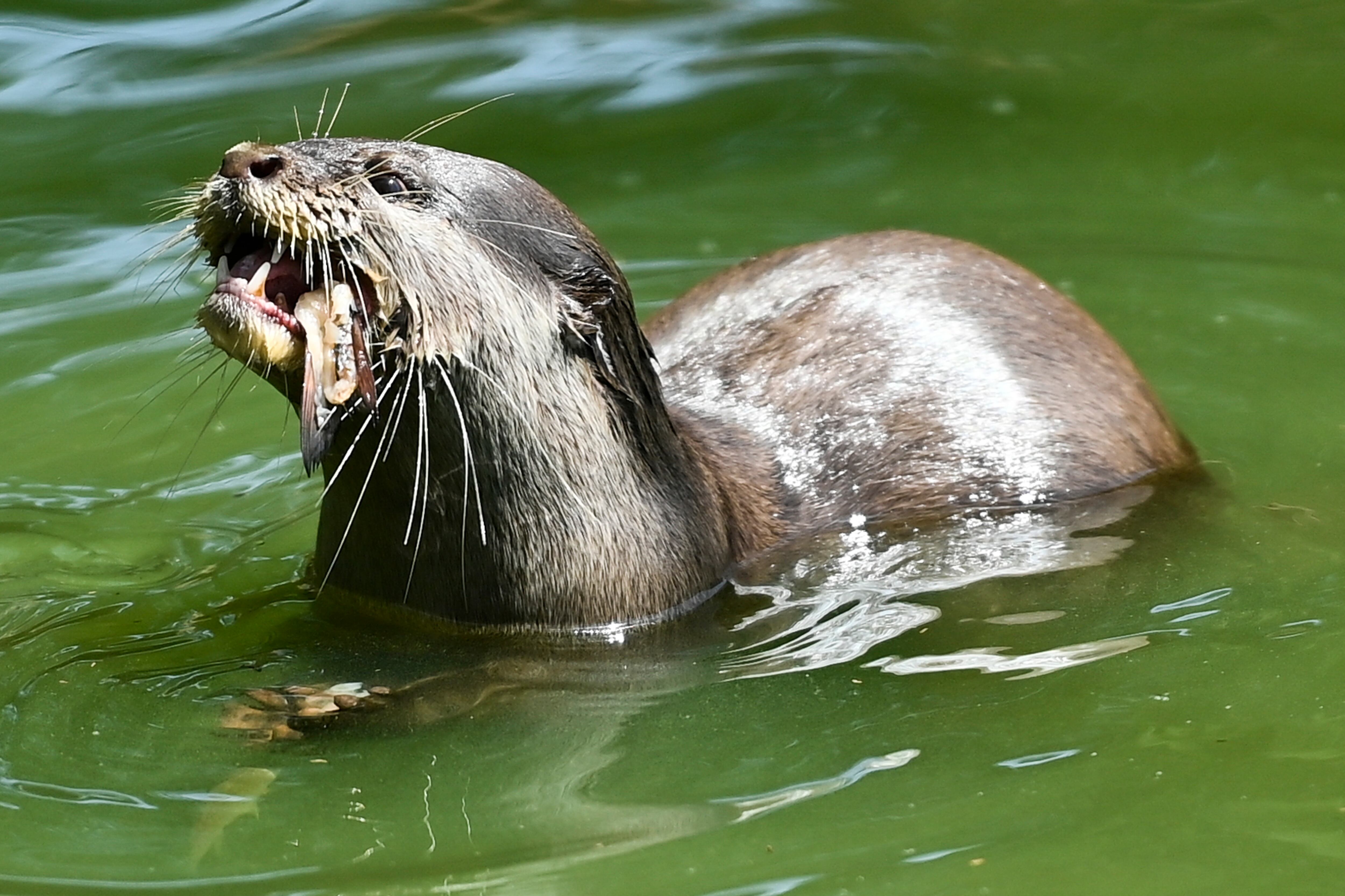 Ataque inusual de nutria siembra alerta en Montana, Estados Unidos.