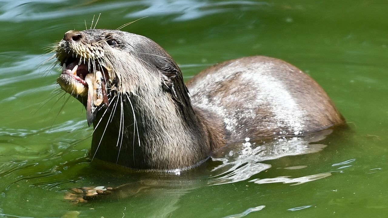 Ataque inusual de nutria siembra alerta en Montana, Estados Unidos.