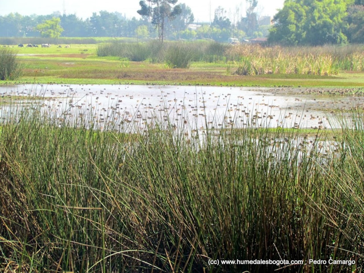 El humedal Meandro del Say se encuentra en un lugar estratégico para las aves migratorias, donde más de 5.000 aves han llegado desde 2015.