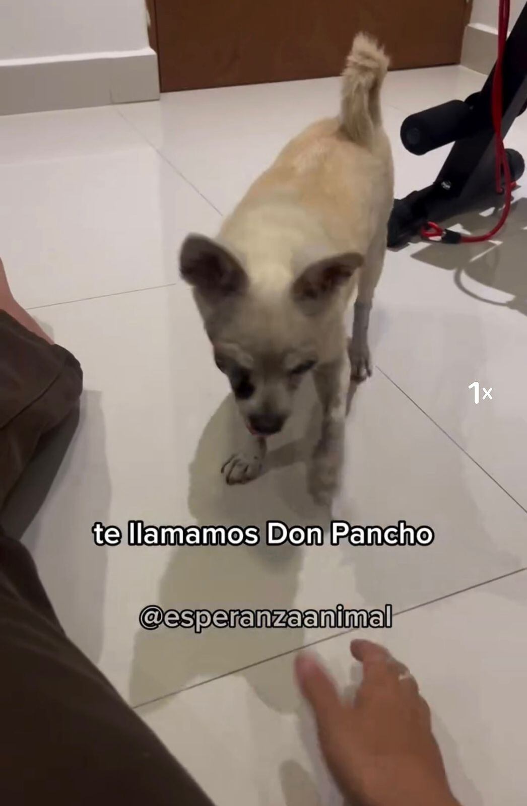 Un gesto inesperado, al mover la cola al escuchar una voz conocida, marcó un punto de quiebre.