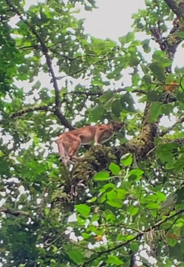 El felino fue captado en Sabaneta, Antioquia.