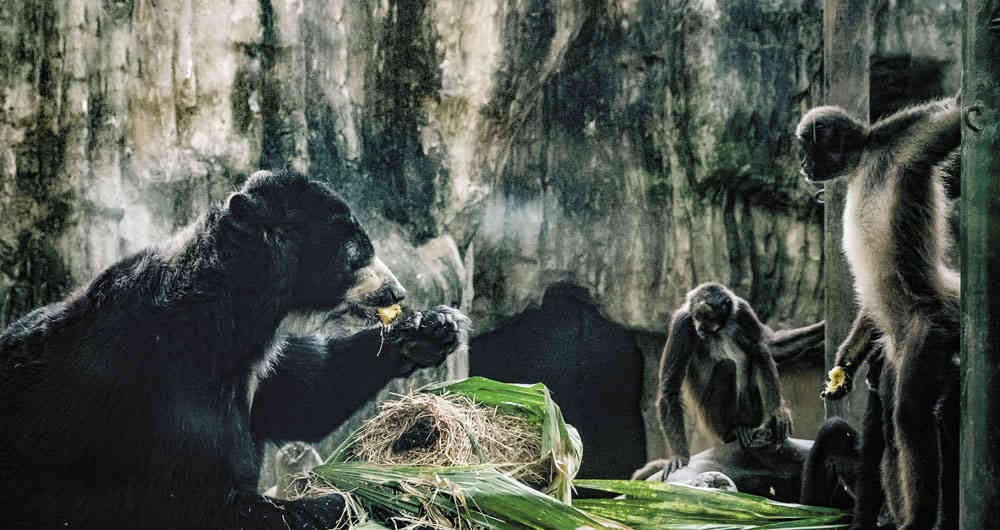 El oso de antojos Chucho falleció durante una intervención quirúrgica.