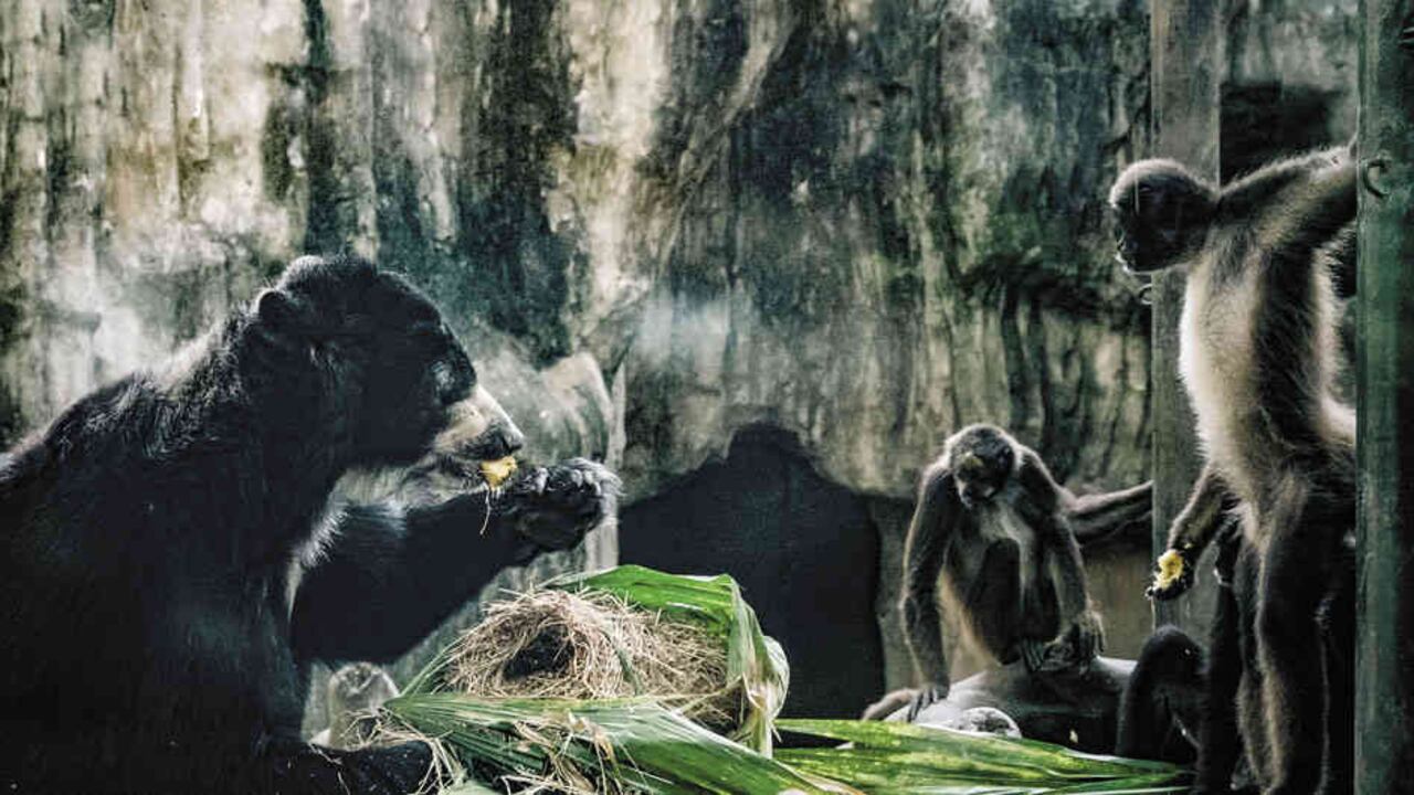 El mundo avanza cada vez más hacia restablecer los derechos de los animales. El caso de Chucho solo es uno. En Argentina, Sandra, una orangutana, logró su libertad. Foto: Carlos Mario Parra.
