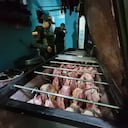 Desmantelan un matadero clandestino y capturan a diez personas por la venta ilegal de carne de caballo en Bucaramanga.