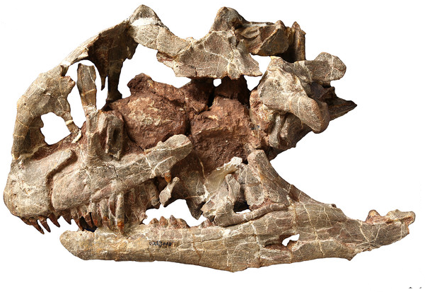 Cráneo de un  Lishulong wangi