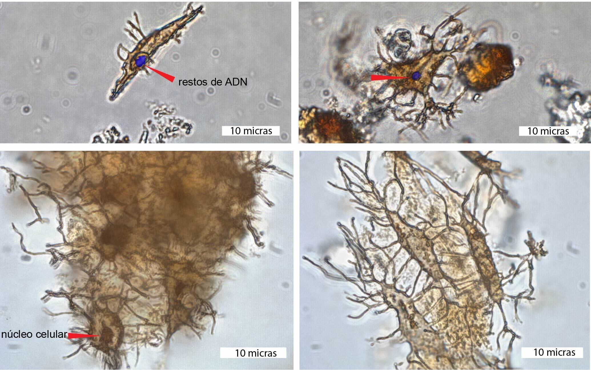 Lo fascinante de este caparazón es que se descubrió en los huesos fósiles la preservación de células, indicando la posible presencia de restos de ADN. La preservación de células solo había sido reportada en dos especies de dinosaurios en todo el registro fósil de vertebrados del planeta.