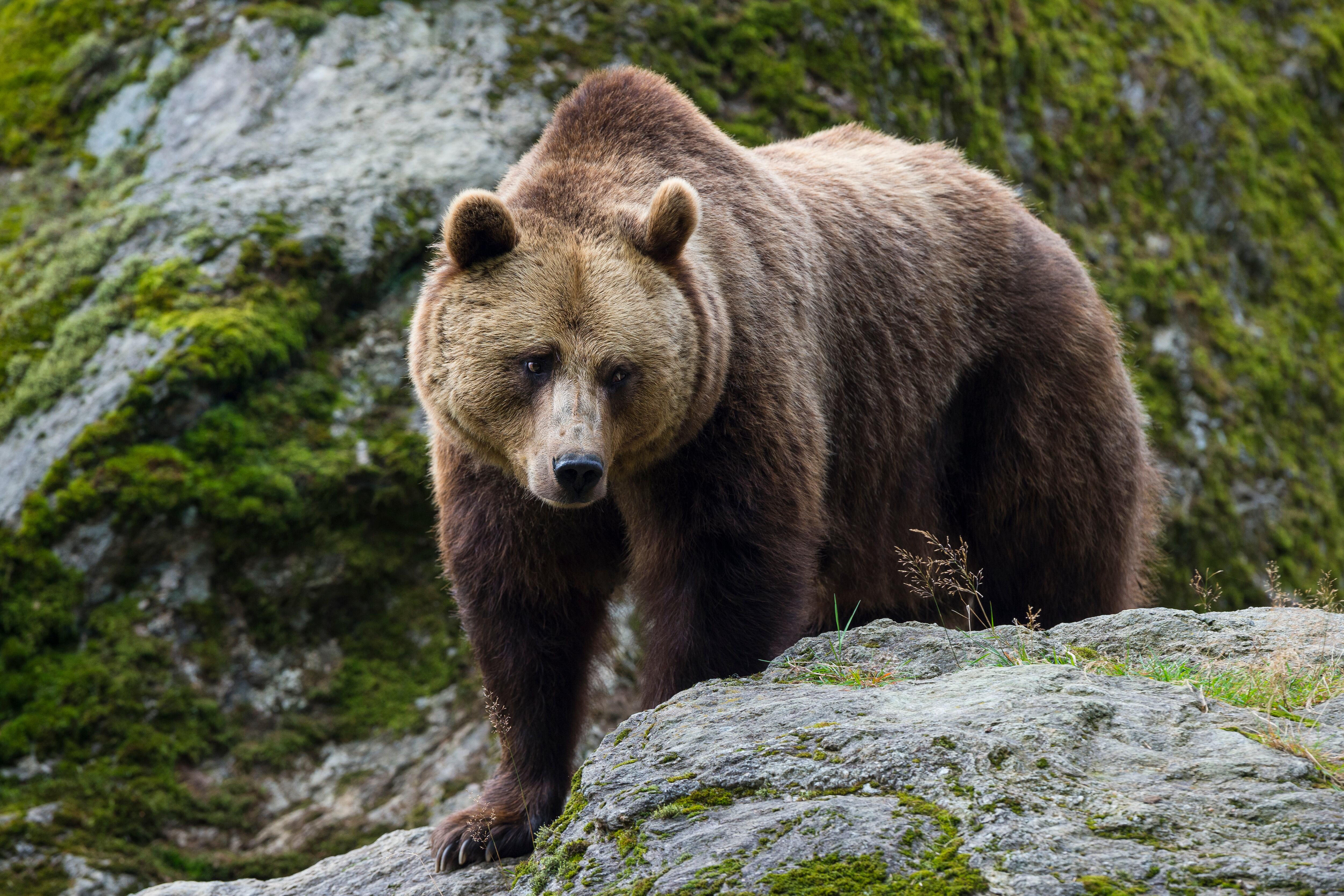 El oso llegó hasta el patio y atacó al niño.
