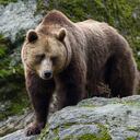 El oso llegó hasta el patio y atacó al niño.