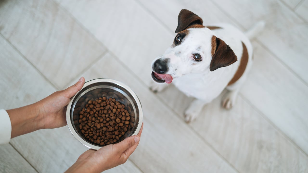 Para conservar la comida de los animales de compañía en buen estado, se deben tener en cuental algunas recomendaciones.