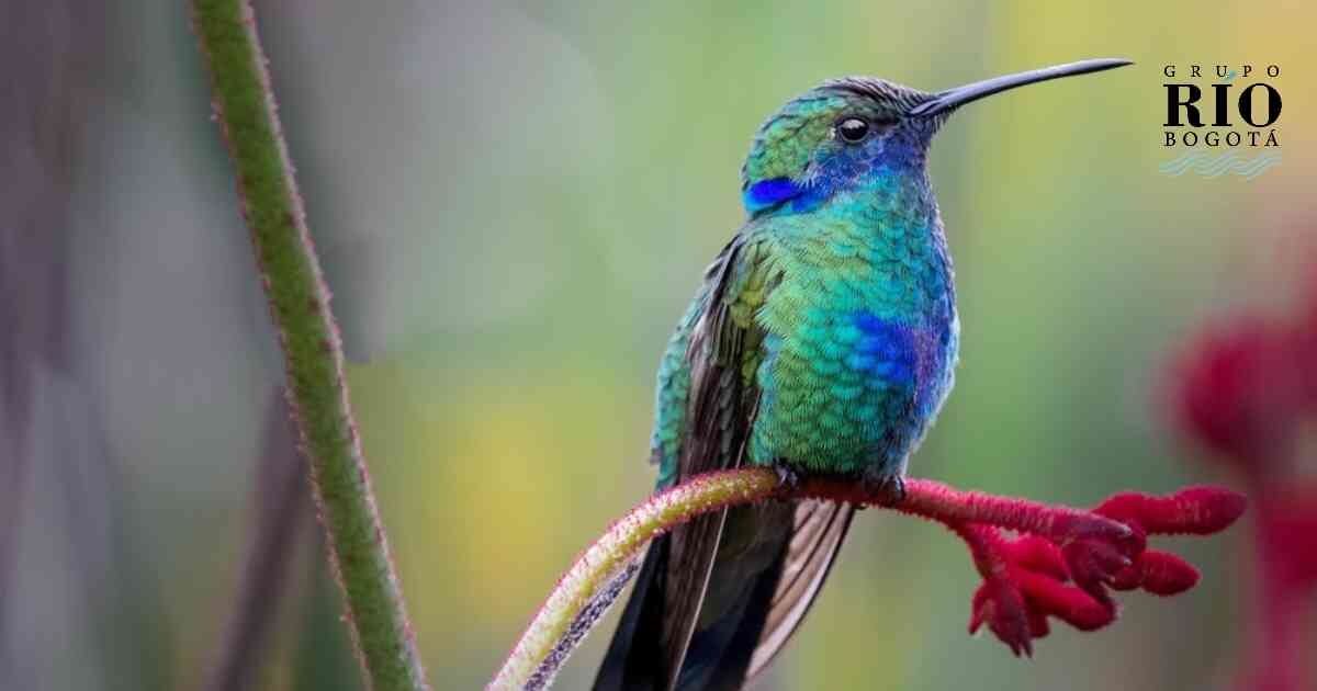 Colibrís en humedales de Bogotá