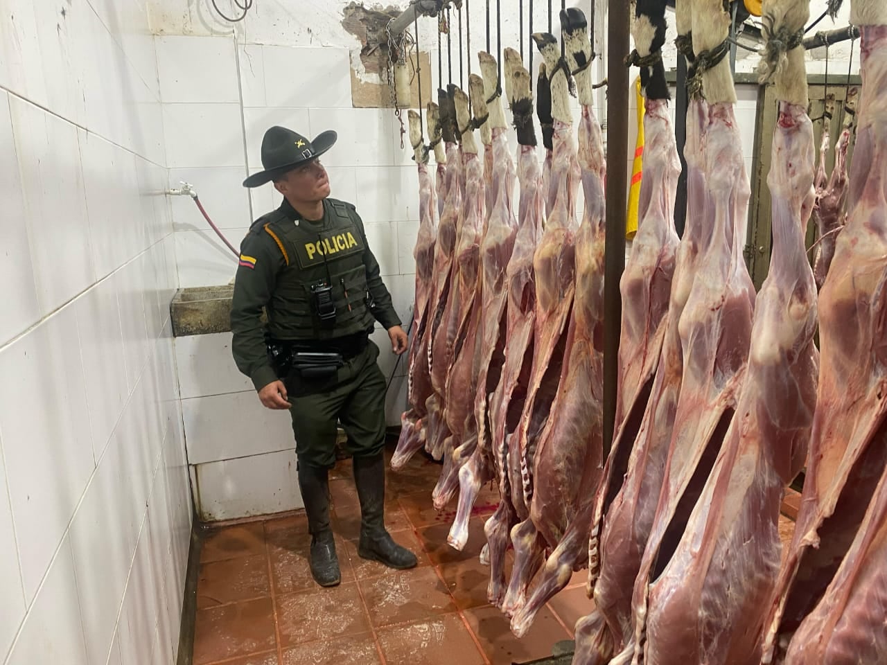 Los semovientes estaban en precarias condiciones y serían objeto de sacrificio para la comercialización en la capital.