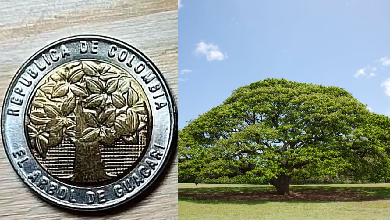 Árbol samán de Guacarí