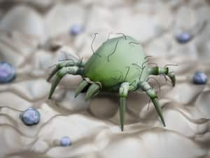 El colchón es uno de los sitios preferidos por los ácaros.