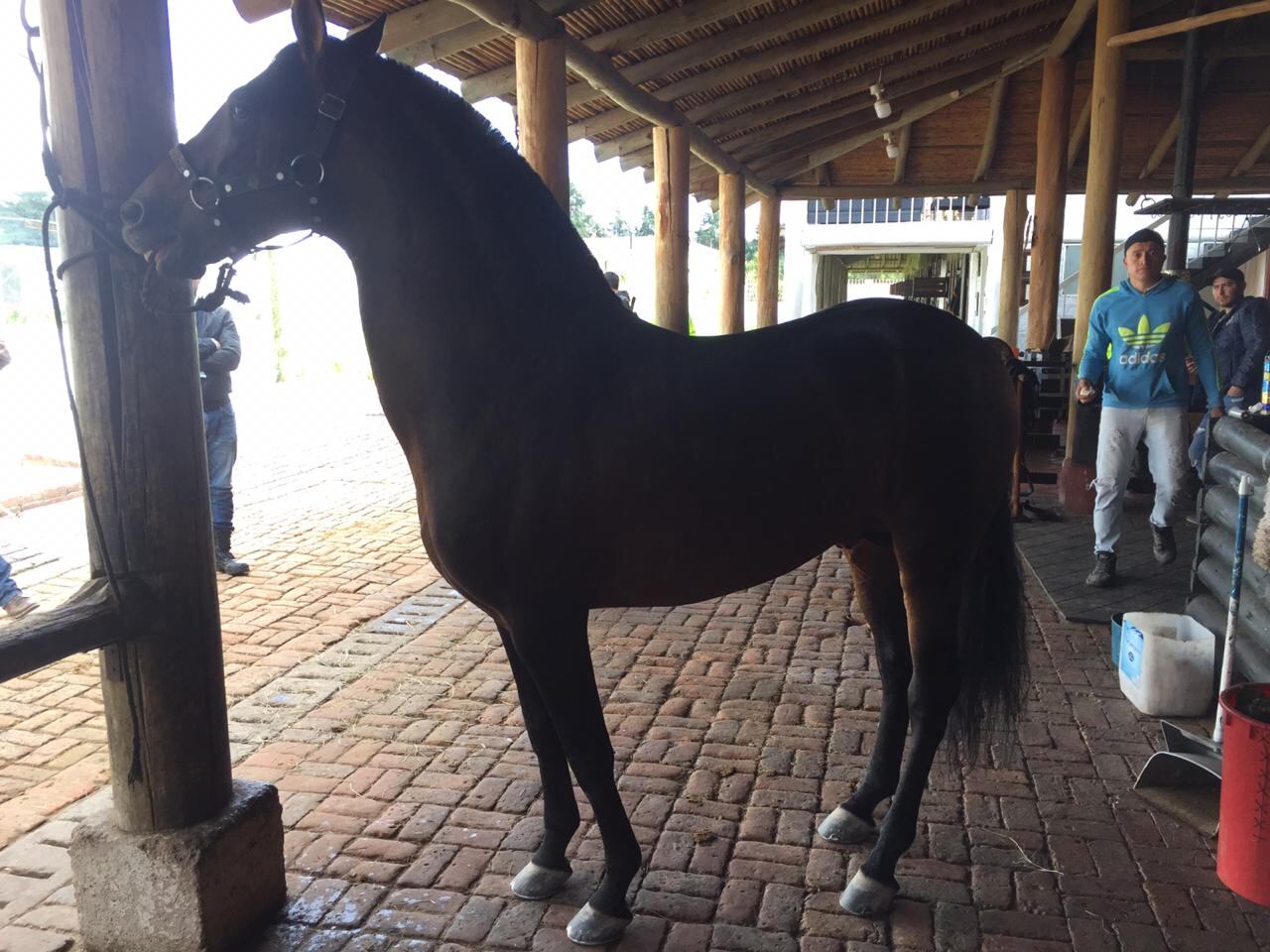 Carlos Felipe Toro, Alías Pipe Montoya