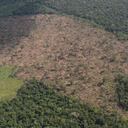 El Parque Nacional Tinigua ha sido el más afectado por las mafias deforestadoras en los últimos seis meses. Foto: Rodrigo Botero - Colombia hoy.