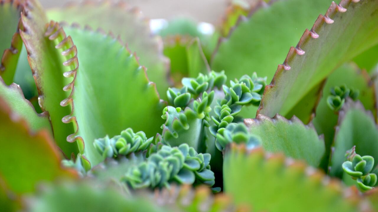 El Kalanchoe es una de las plantas que puede ser beneficiosa para la salud. Foto: Getty Images.