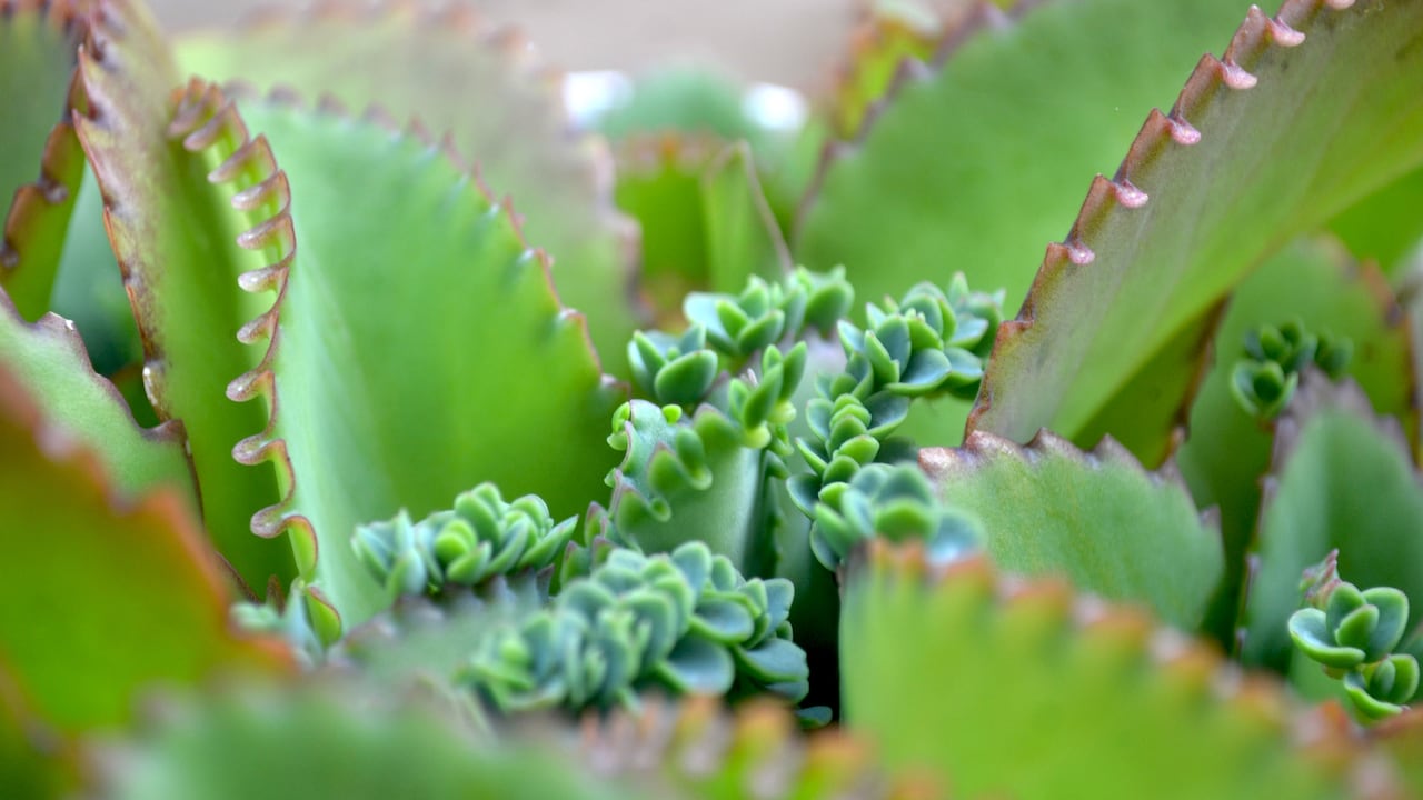 El Kalanchoe es una de las plantas que puede ser beneficiosa para la salud. Foto: Getty Images.