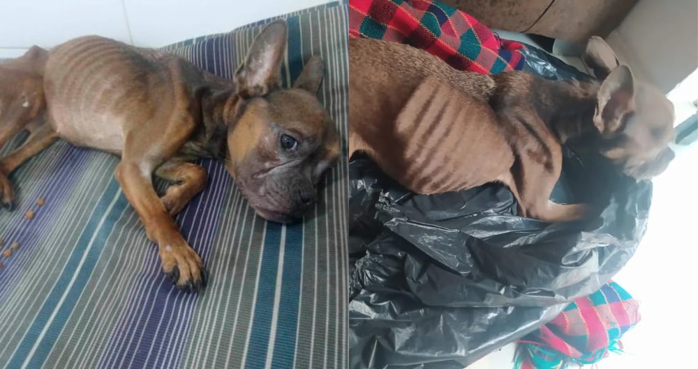 Perrita que murió en Medellín, luego de ser lanzada a un carro de basura.