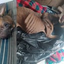 Perrita que murió en Medellín, luego de ser lanzada a un carro de basura.