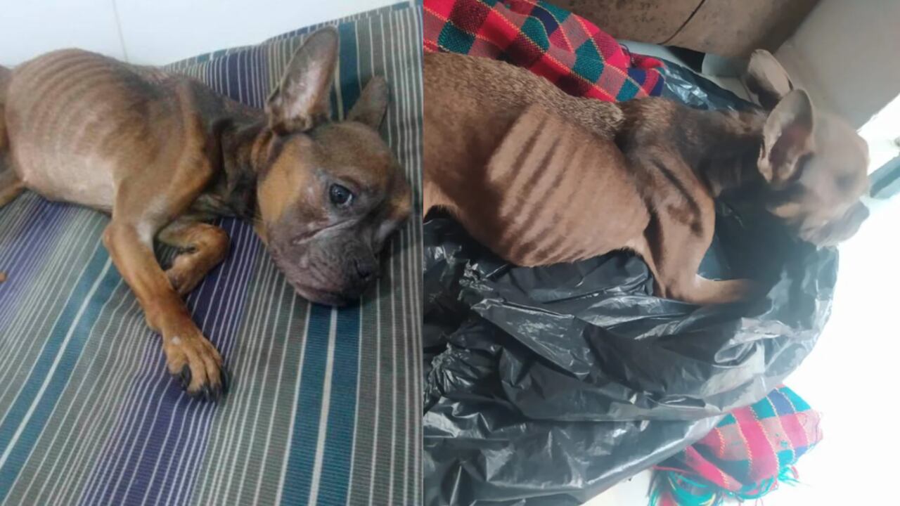 Perrita que murió en Medellín, luego de ser lanzada a un carro de basura.
