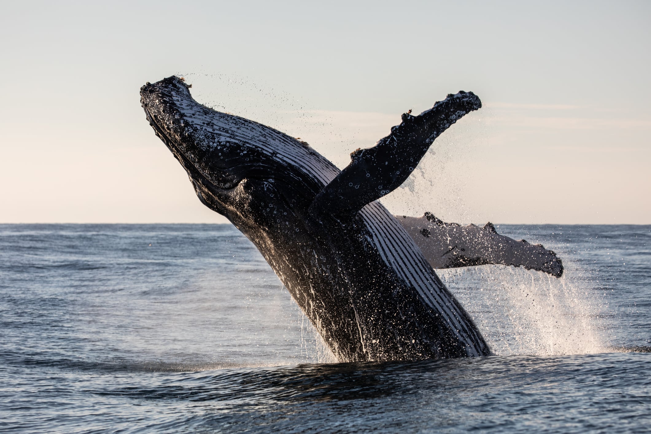 Un nuevo estudio plantea que las ballenas podrían estar intentando interactuar con las personas.