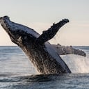 Un nuevo estudio plantea que las ballenas podrían estar intentando interactuar con las personas.