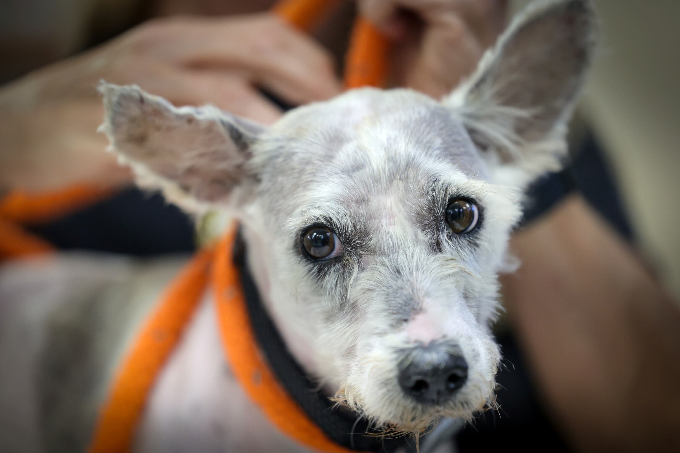 Un perro llamado Scrim ha conquistado los corazones de Nueva Orleans mientras sigue escapando de los esfuerzos por recapturarlo.
