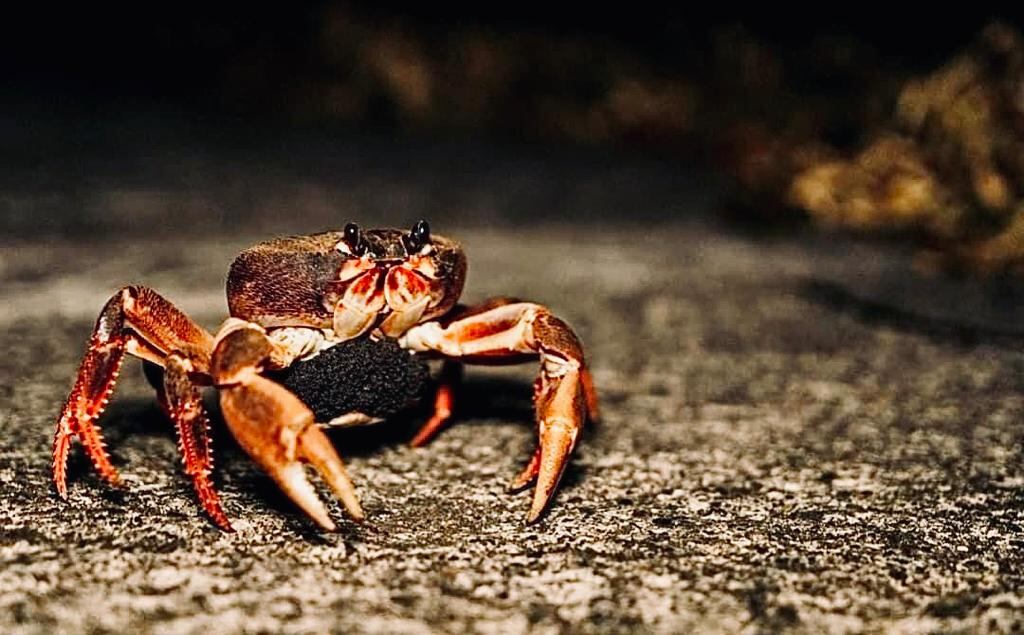 Cangrejo Negro.