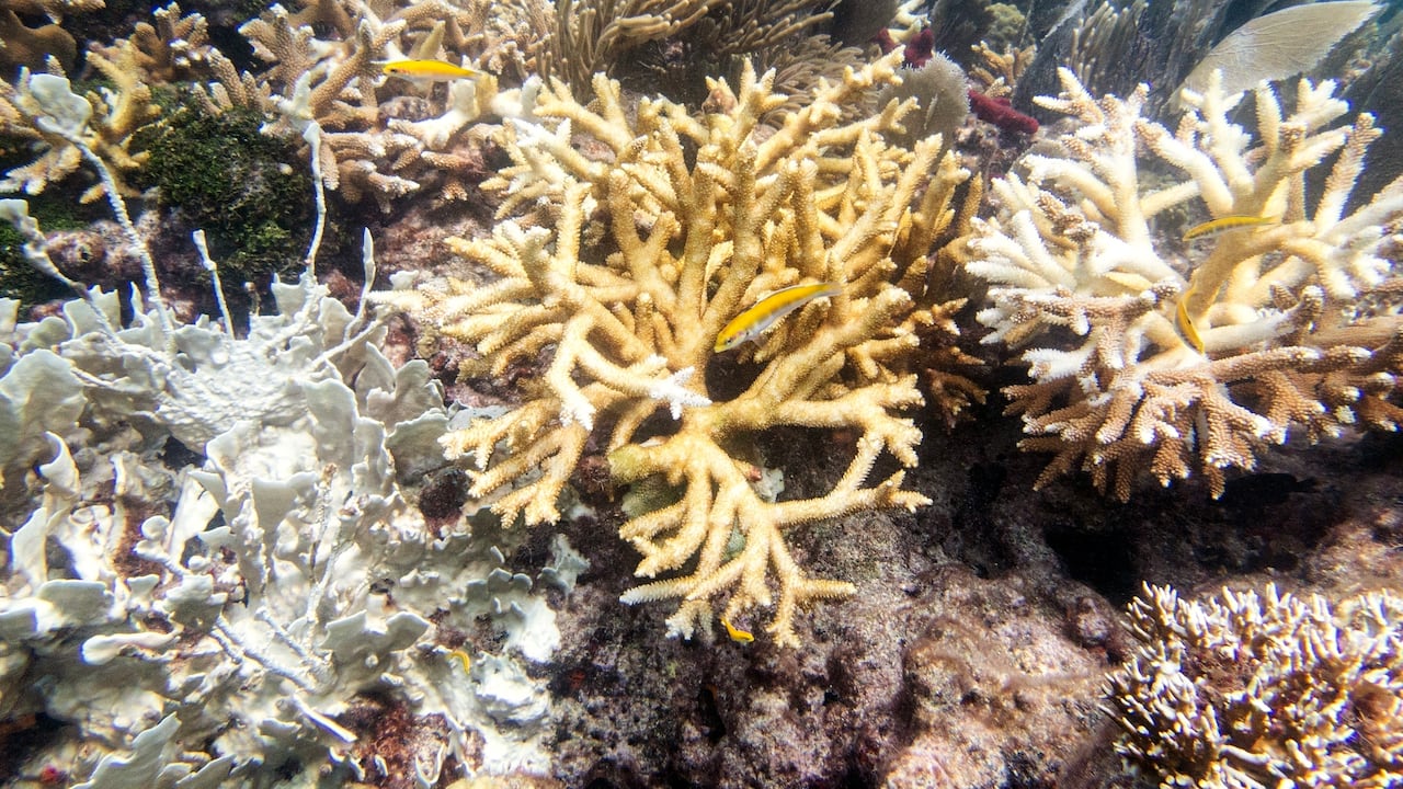 Esta fotografía facilitada por el Laboratorio de Futuros de los Arrecifes de Coral de la Universidad de Miami muestra un coral de fuego y corales cuerno de venado, el jueves 20 de julio de 2023, en el arrecife North Dry Rocks, frente a Cayo Largo, en Florida. (Liv Williamson/Escuela Rosenstiel de Ciencias Marinas, Atmosféricas y de la Tierra, en la Universidad de Miami vía AP)
