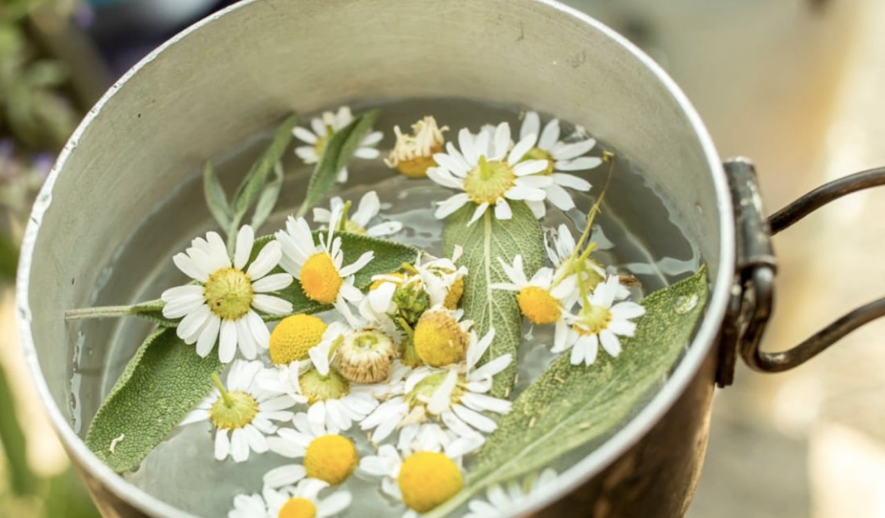La manzanilla es una de las hierbas aromáticas más usadas desde la antigüedad