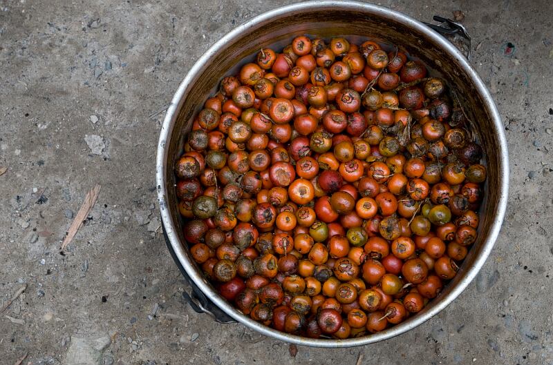 Cultivo de chontaduro.