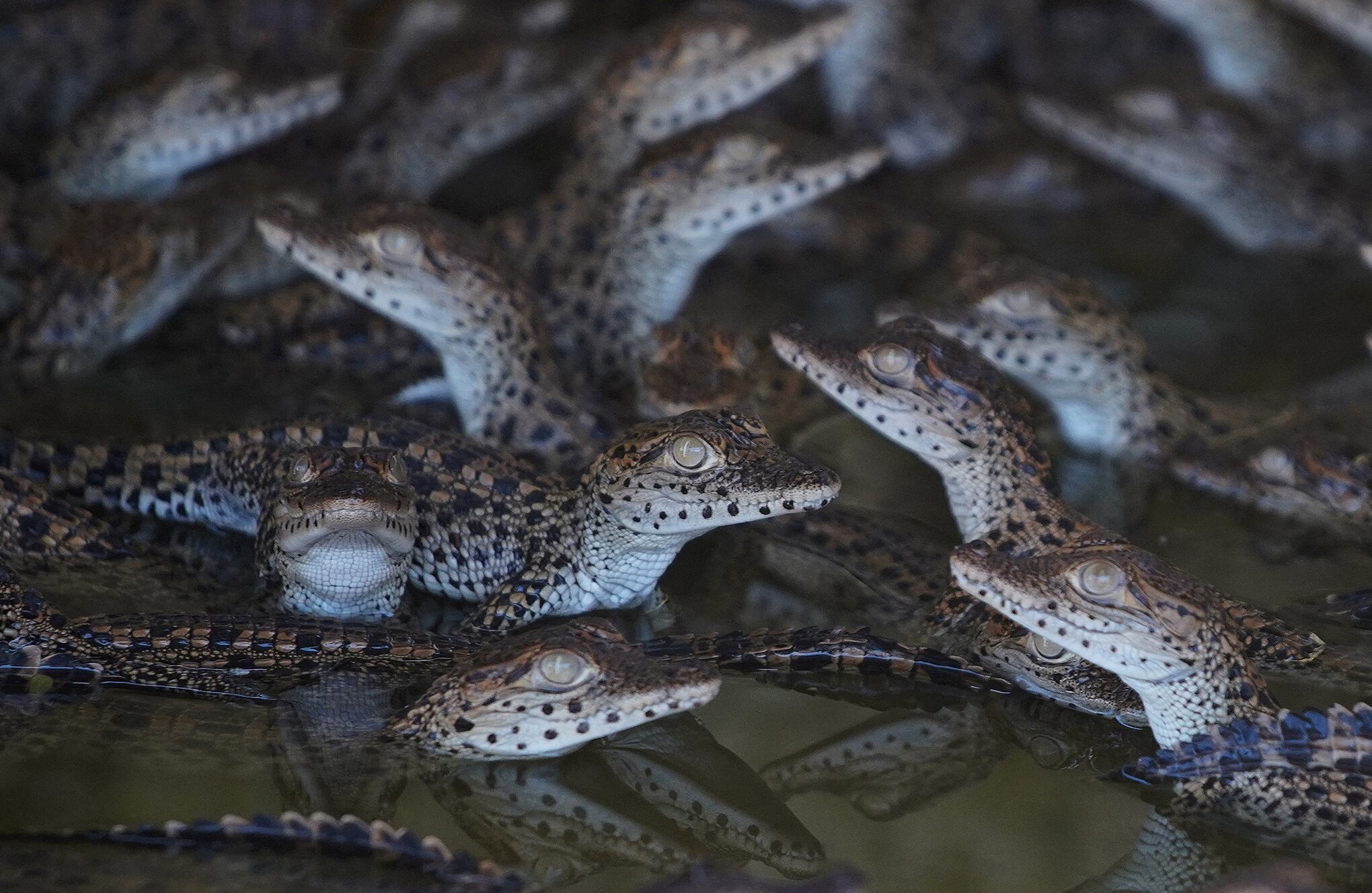 En imágenes : Científicos cubanos se apresuran a salvar a uno de los cocodrilos más raros del mundo