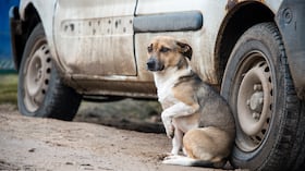 El maltrato animal engloba cualquier acción que provoque sufrimiento, daño o estrés a un animal, ya sea de manera intencional o por negligencia.