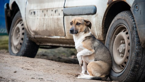 El maltrato animal engloba cualquier acción que provoque sufrimiento, daño o estrés a un animal, ya sea de manera intencional o por negligencia.