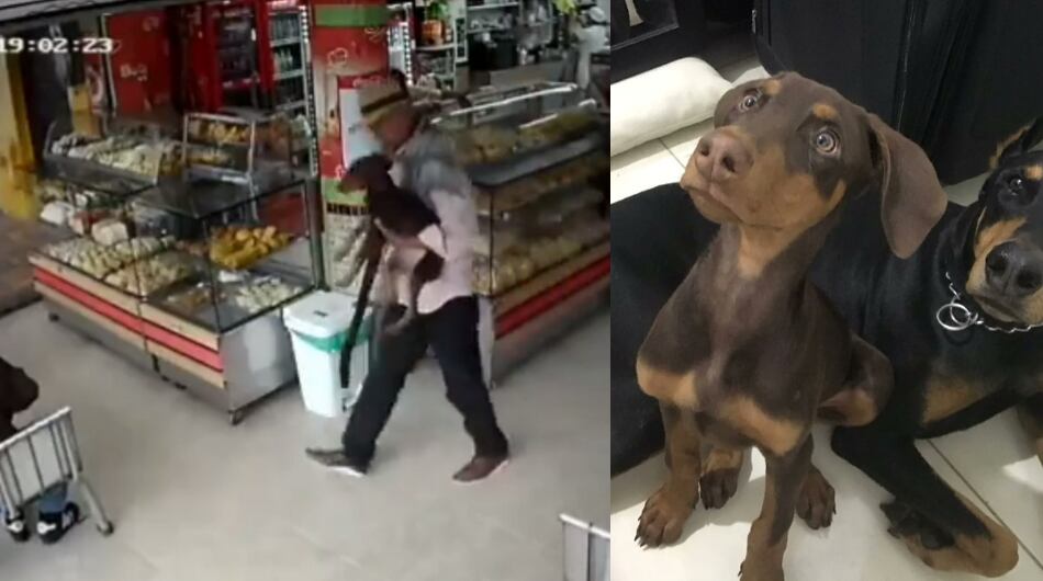 Denuncian un supuesto rapto de una mascota en Medellín.