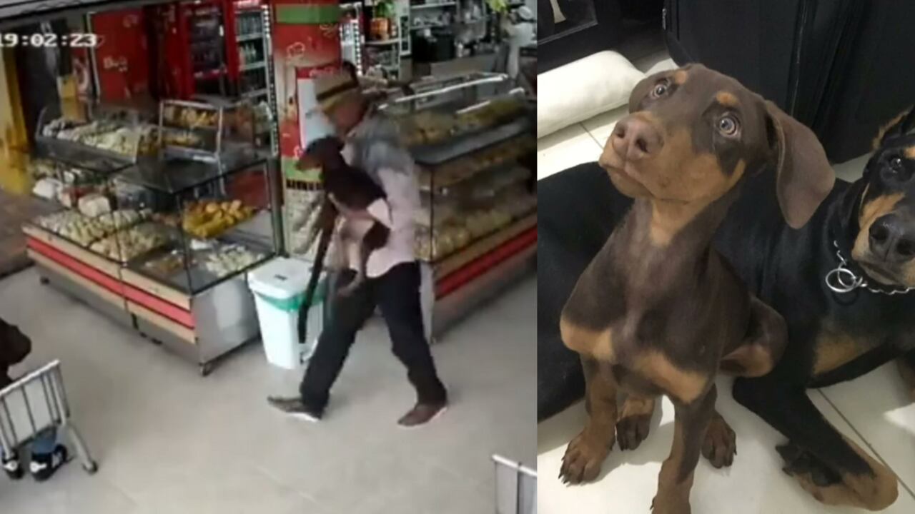 Denuncian un supuesto rapto de una mascota en Medellín.