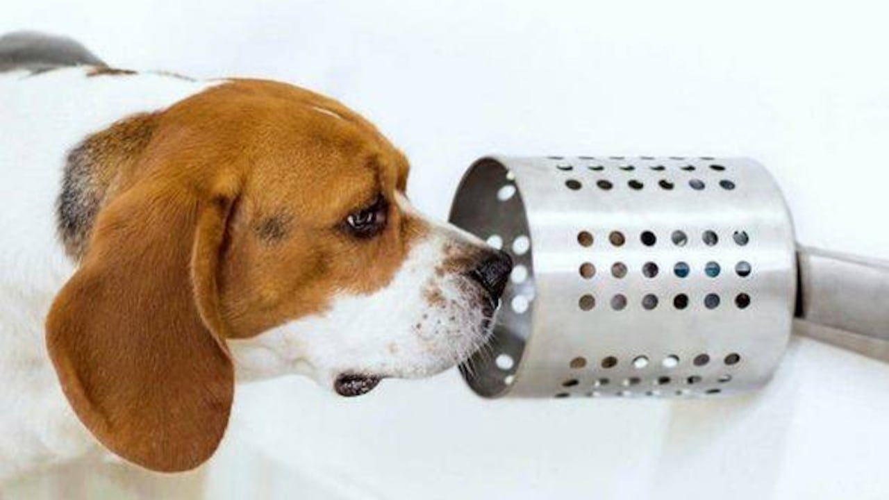 Se trata de hacerles oler muestras y enseñarles a indicar cuando lo encuentren /Foto: archivo SEMANA