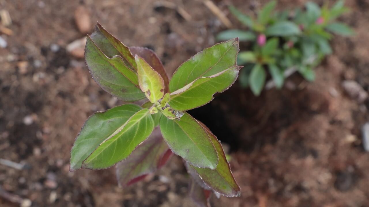 Siembra de árboles.