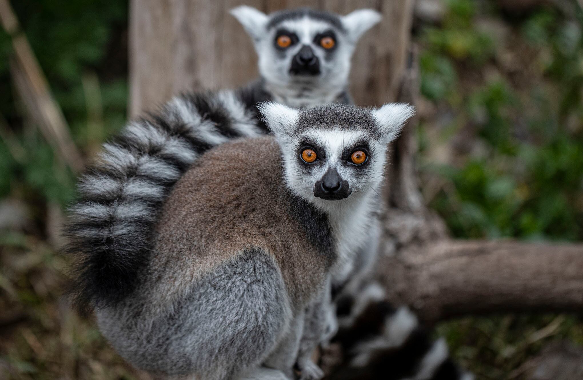 Zoológico en Santiago de Chile