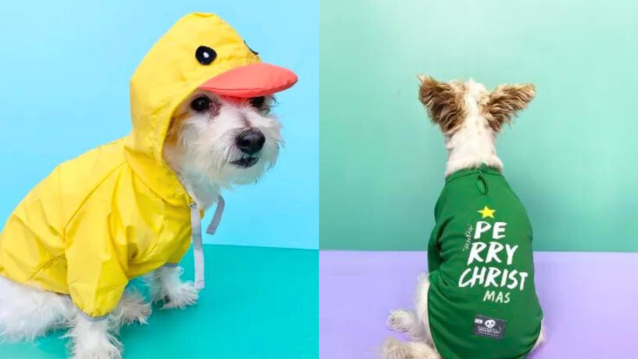 Empresas colombianas como Wawaw, Le Glacé y Crónicas Pet les apostaron a productos y servicios innovadores para mascotas.