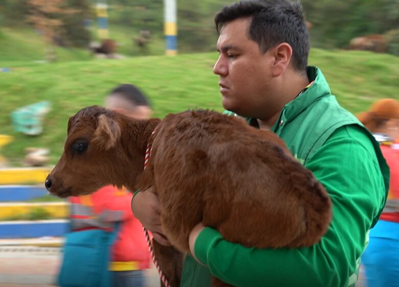 Vacas en vivienda de San Rafael
