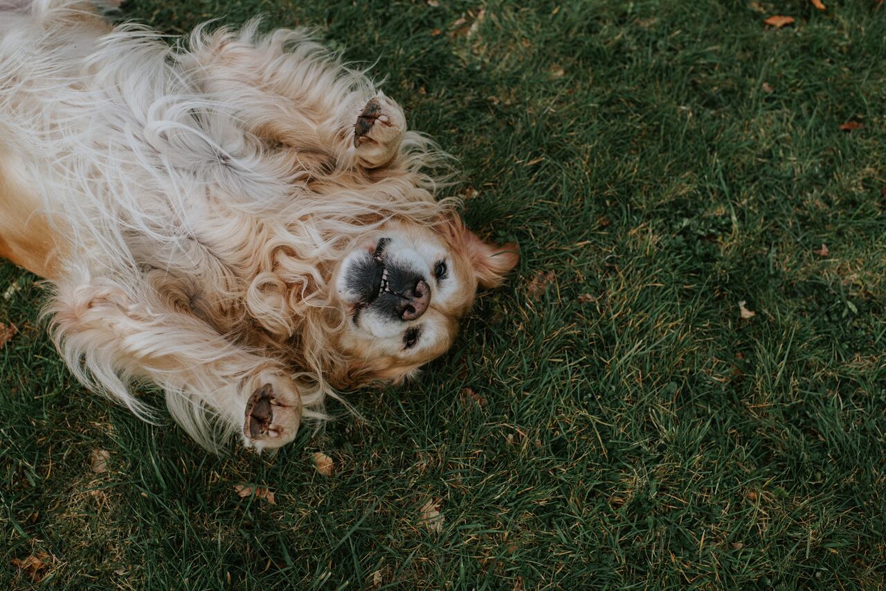 A relaxed golden retriever shows trust and submissiveness, by lying on his back on grass. He looks at the camera. Space for copy.