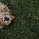 Personalidad de un perro.