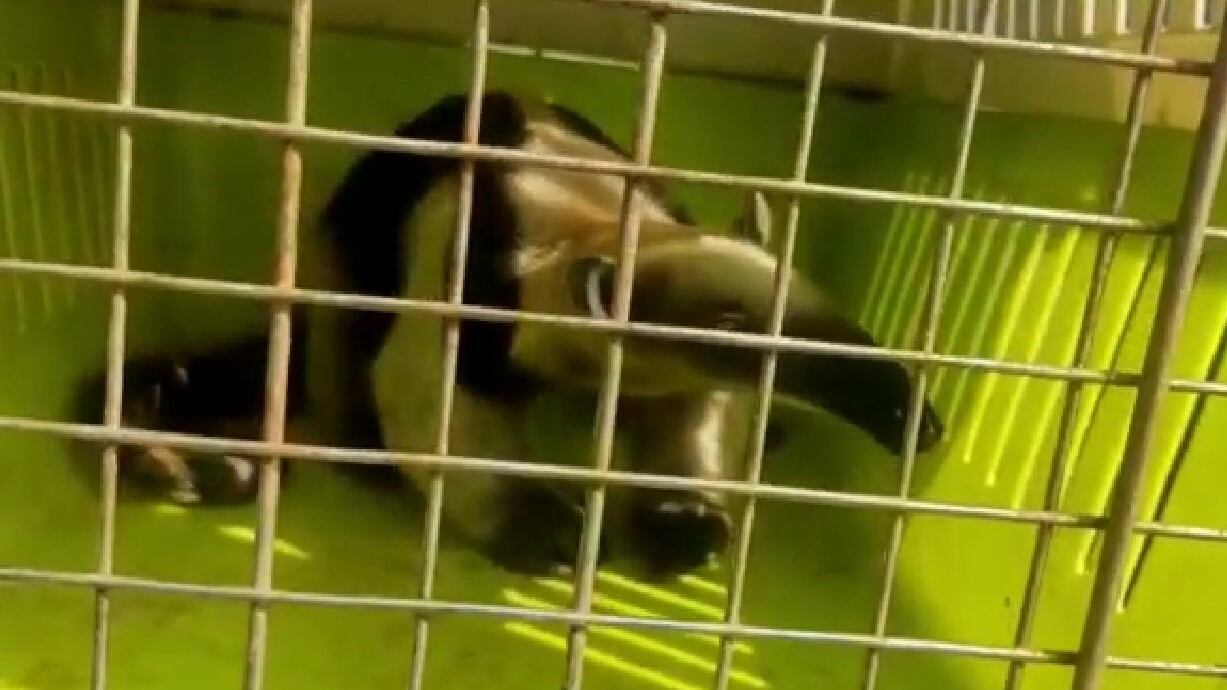 Rescate de osos en Cartagena