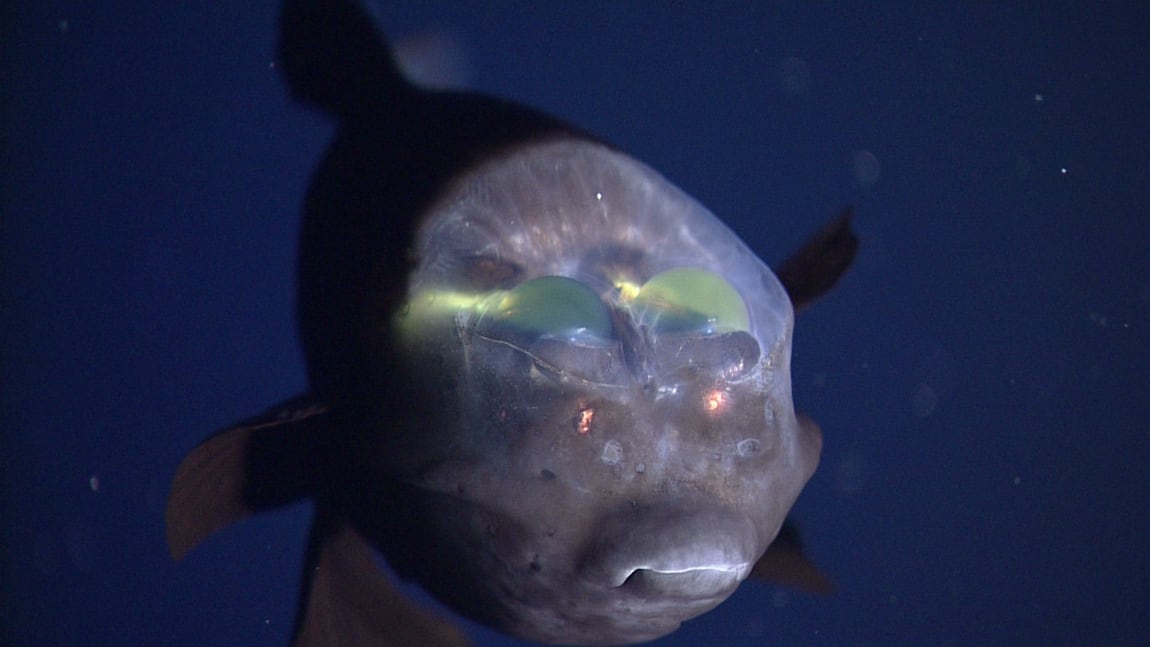 Macropinna microstoma, conocido como pez duende o pez de cabeza transparente.
