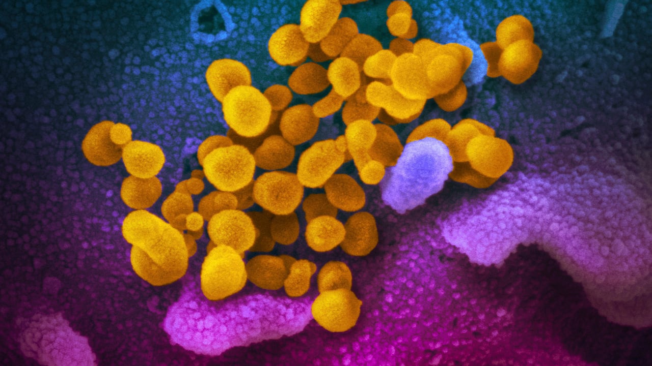 OMS rompe el silencio y revela el verdadero riesgo de la nueva variante de coronavirus para el planeta.