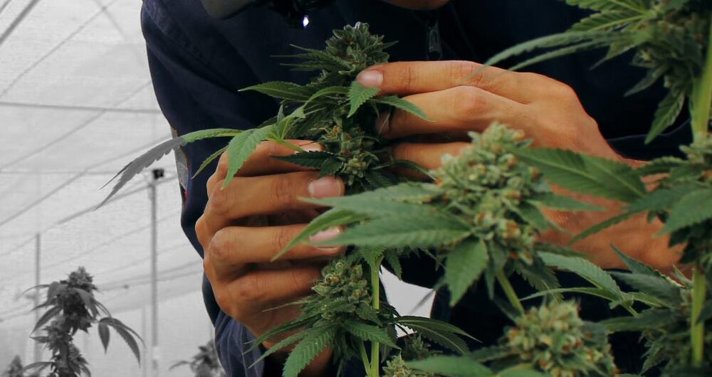 Breedco, compañía Colombo-británica, que produce semillas de cannabis