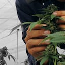 Breedco, compañía Colombo-británica, que produce semillas de cannabis