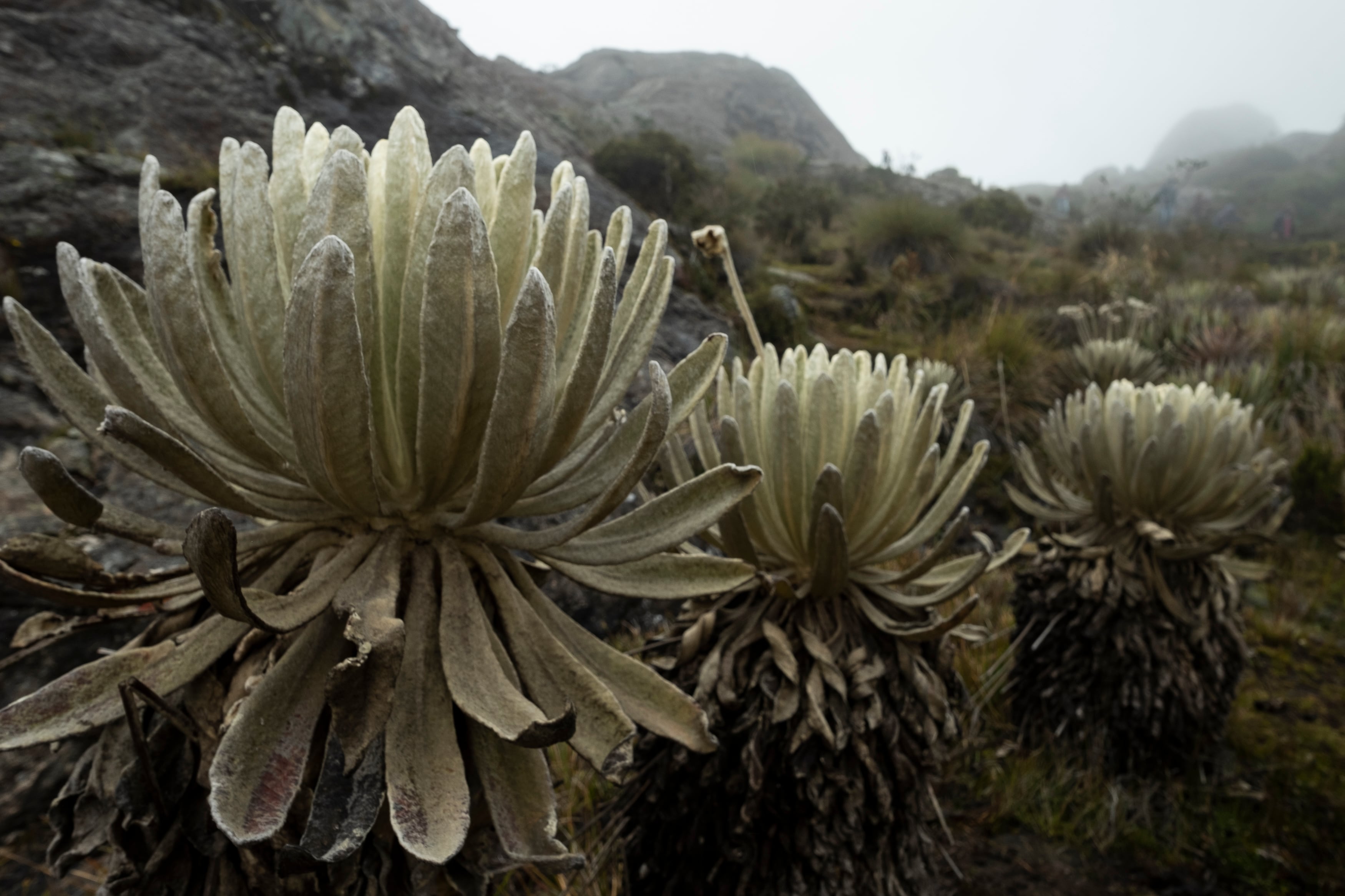 La COP16 se llevará a cabo del 21 de octubre al 1 de noviembre en Cali (Valle del Cauca) y representará una oportunidad única para unir esfuerzos entre todos los sectores para proponer planes de acción.